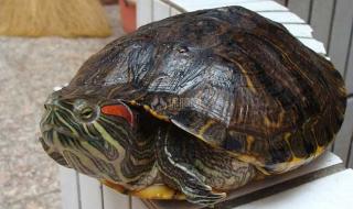 密西西比红耳龟的冬眠期是多长时间啊冬眠怎么不吃东西 密西西比红耳龟
